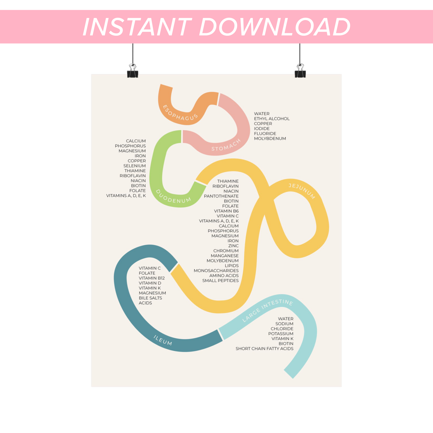 Minimalist Nutrient Absorption Sites Printable Wall Art