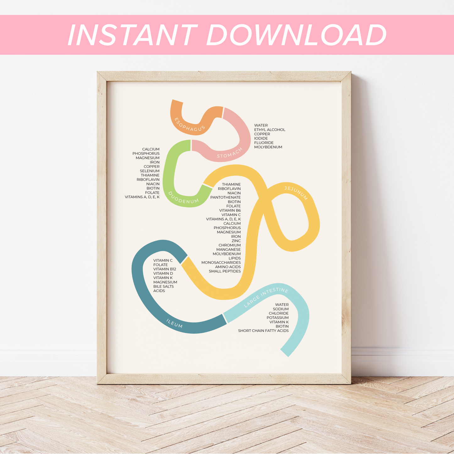 Minimalist Nutrient Absorption Sites Printable Wall Art