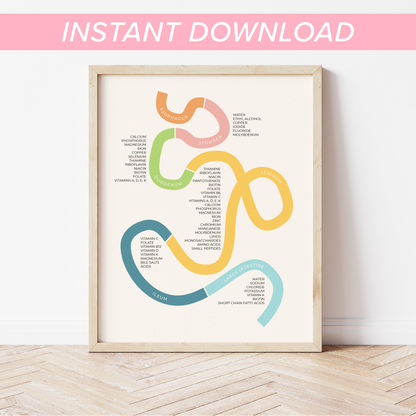 Minimalist Nutrient Absorption Sites Printable Wall Art